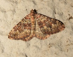 Mimoclystia undulosata
