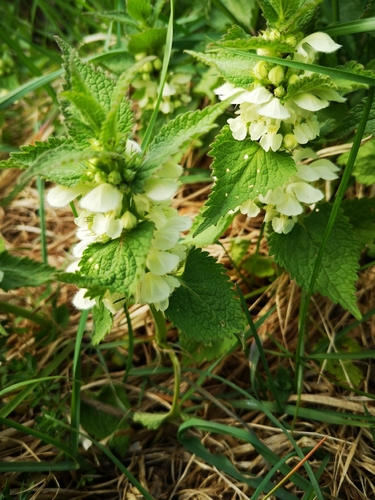 Baltažiedė notrelė
