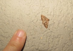 Mimoclystia undulosata