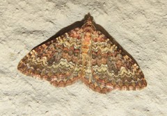 Mimoclystia undulosata