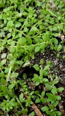 Callitriche terrestris