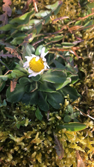 Bellis perennis