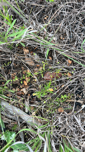 Arenaria benthamii, 2026-05-05