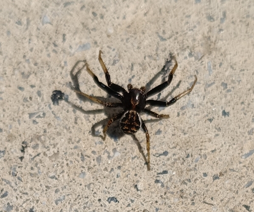 Xysticus cristatus