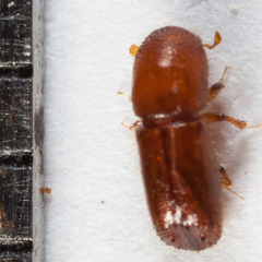 Xyleborus ferrugineus