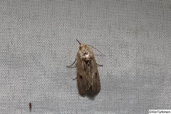 Agrotis malefida