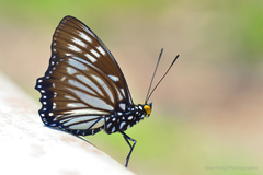 Euripus nyctelius