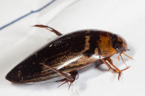 Hydaticus bihamatus