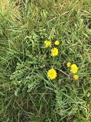 Taraxacum celticum