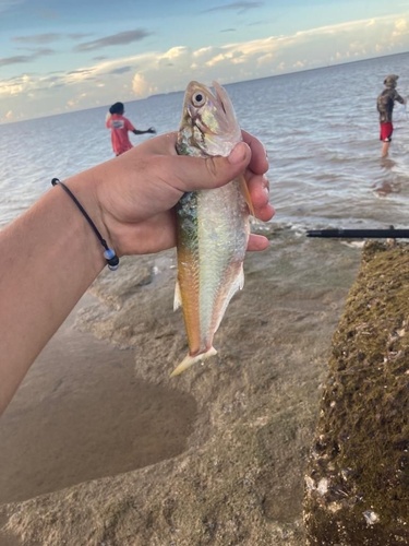Anchovy (Pterengraulis atherinoides) — Engraulidae — 5