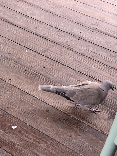 Eurasian Collared-Dove