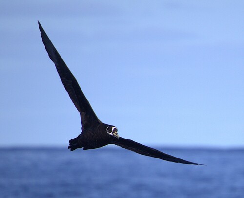 iNaturalist image
