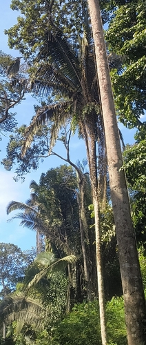 Attalea speciosa