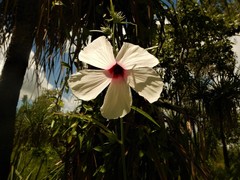 Hibiscus meraukensis