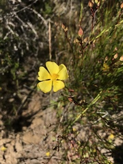 Crocanthemum aldersonii