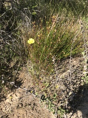 Crocanthemum aldersonii
