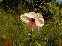Hibiscus meraukensis