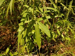 Hibiscus meraukensis