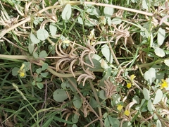 Trigonella glabra