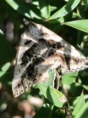 Dichromodes stilbiata