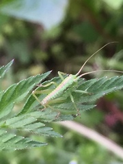 Tettigonia orientalis