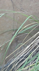 Latrodectus geometricus