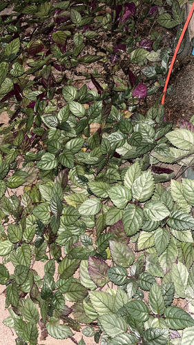 Strobilanthes alternata observed 2026-05-06