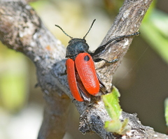 Labidostomis rufa