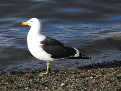 Larus dominicanus