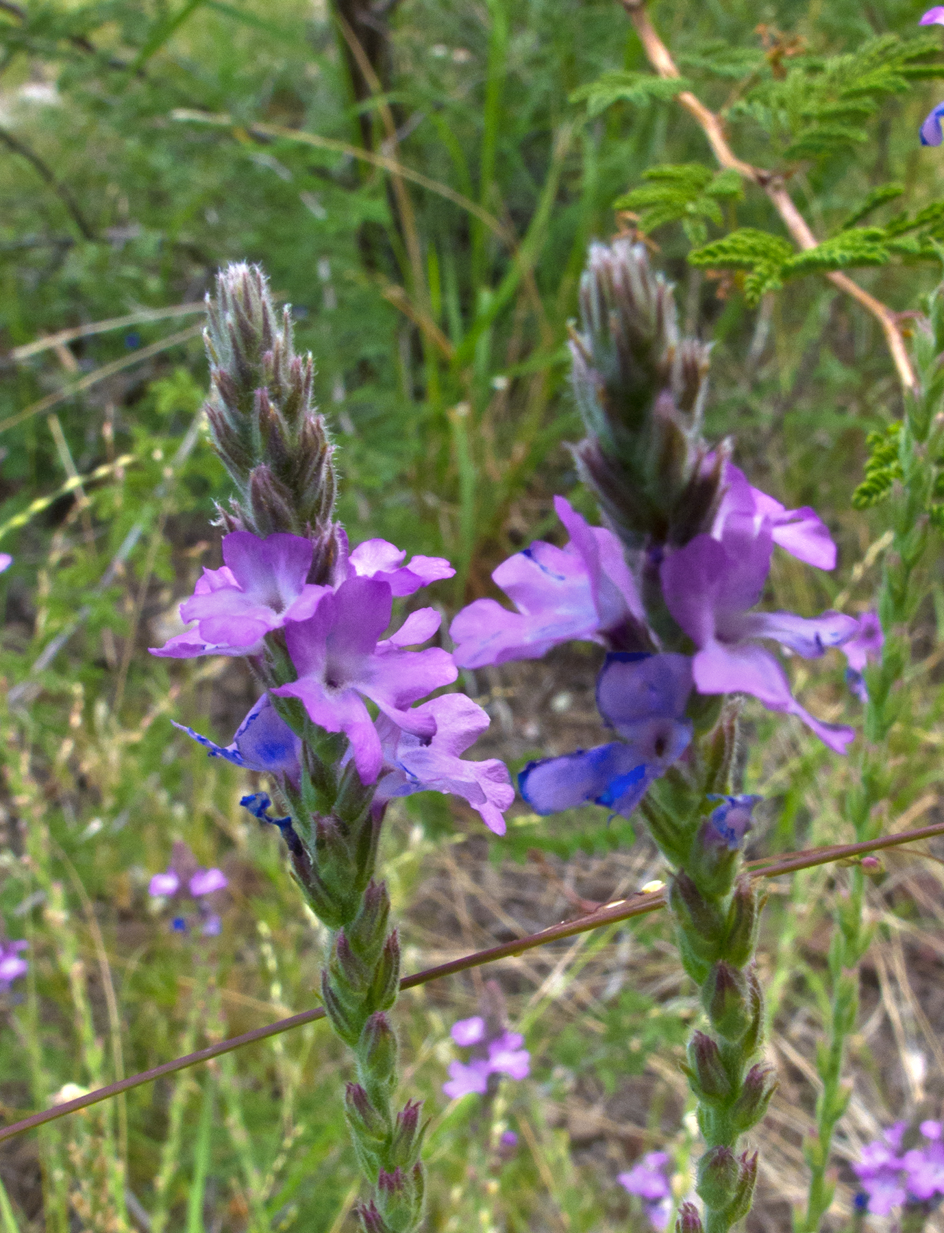 Verbena neomexicana