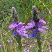 Hillside Vervain - Photo (c) Richard Reynolds, some rights reserved (CC BY-NC), uploaded by Richard Reynolds