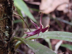 Bulbophyllum patens