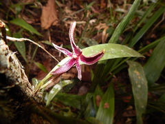 Bulbophyllum patens