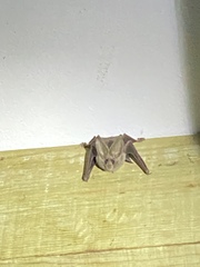 Macrotus californicus