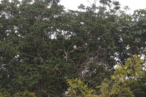 Short-tailed Hawk