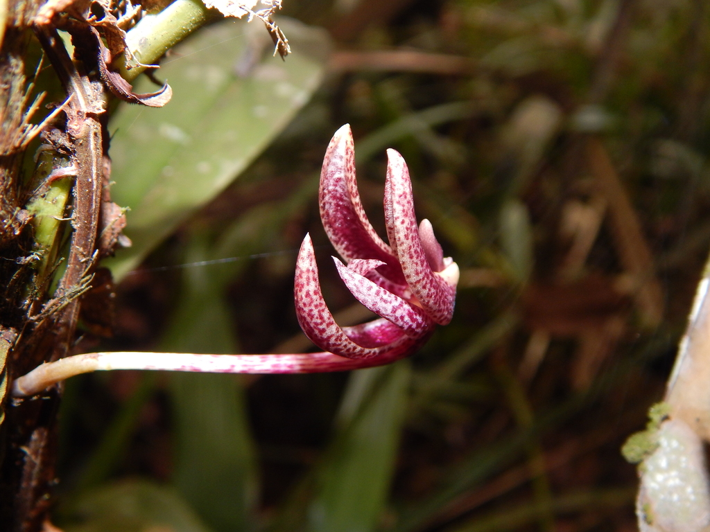 Bulbophyllum patens King ex Hook.f. 3
