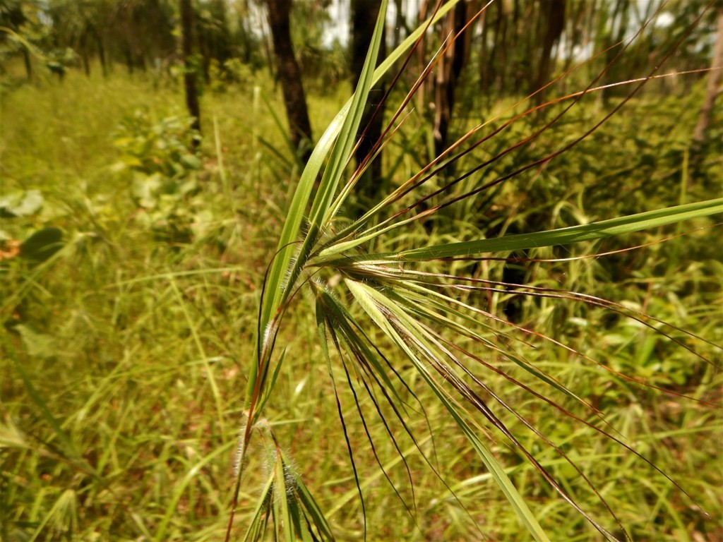 Themeda arguens (Themeda arguens)