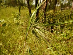Themeda arguens