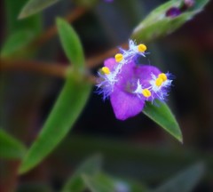 Cyanotis fasciculata