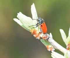 Labidostomis rufa