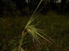 Themeda arguens