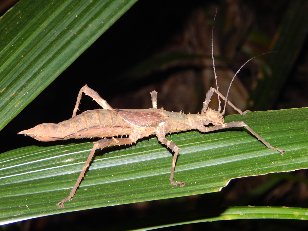 Haaniella rosenbergii