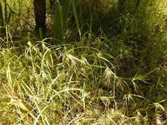 Themeda arguens