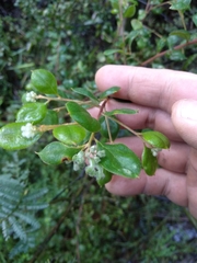 Grevillea mucronulata