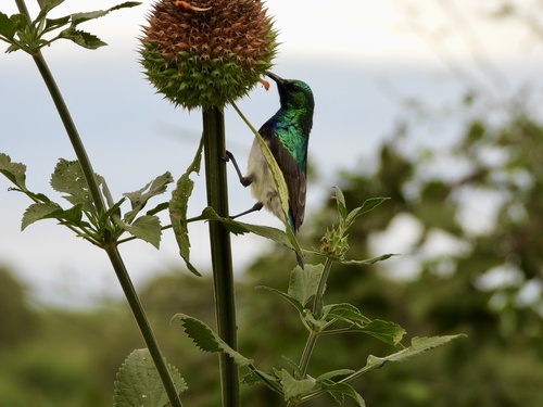 White-bellied Sunbird