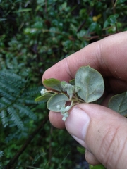 Grevillea mucronulata
