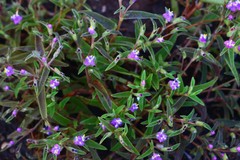 Cyanotis fasciculata