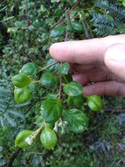Grevillea mucronulata