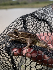 Lithobates magnaocularis