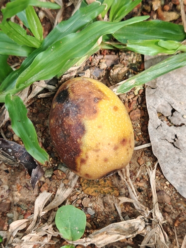Spondias pinnata observed 2026-05-06